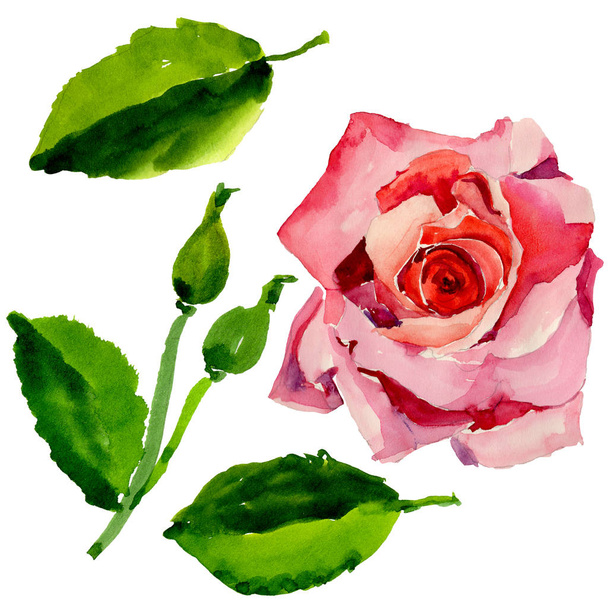 Wildflower rose flower in a watercolor style isolated. - Foto, imagen