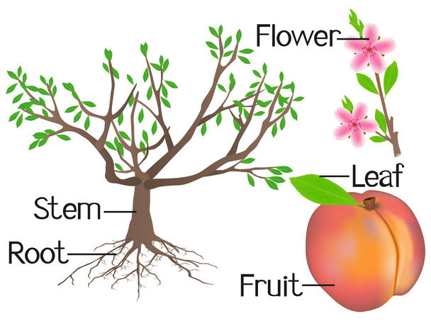На рисунке показана часть персиковых растений
. - Вектор,изображение