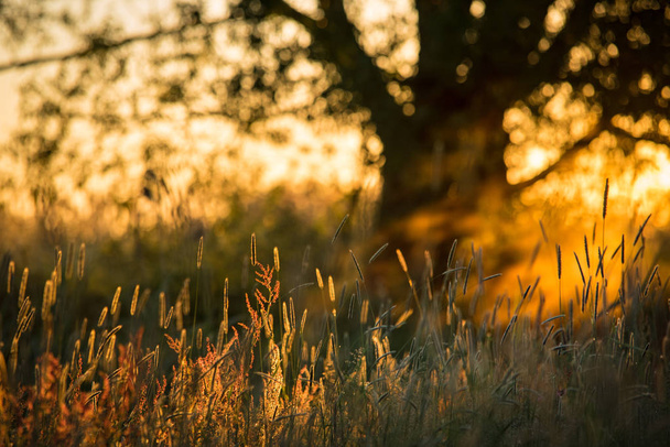 Rayons du lever du soleil sur la prairie
 - Photo, image