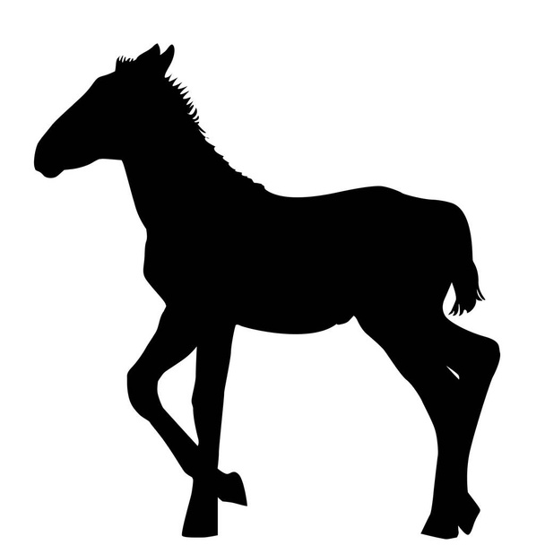Foal silhouette on white background - Вектор,изображение