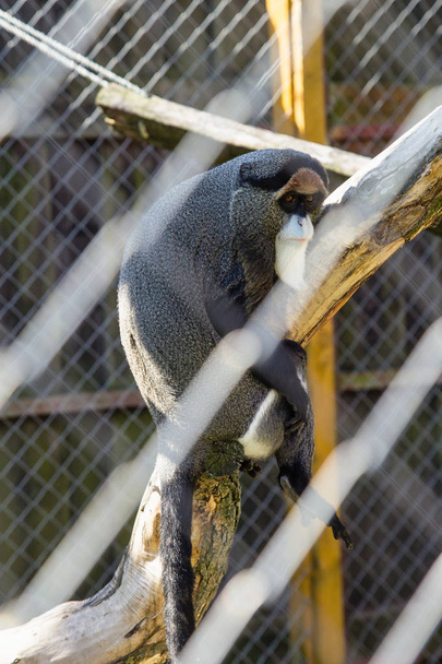 Smutne małpa czarny w klatce w zoo - Zdjęcie, obraz
