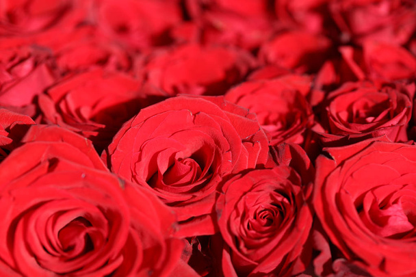 赤いバラのクローズ アップ - 写真・画像