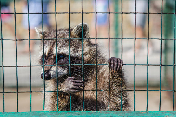 Ρακούν που κρέμεται από το κλουβί του στο ζωολογικό κήπο - Φωτογραφία, εικόνα