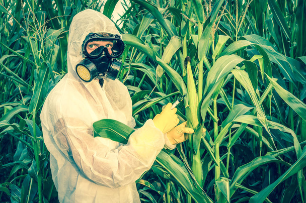 Naukowiec GMO w kombinezony modyfikacji genetycznej kukurydzy (kukurydza) - Zdjęcie, obraz