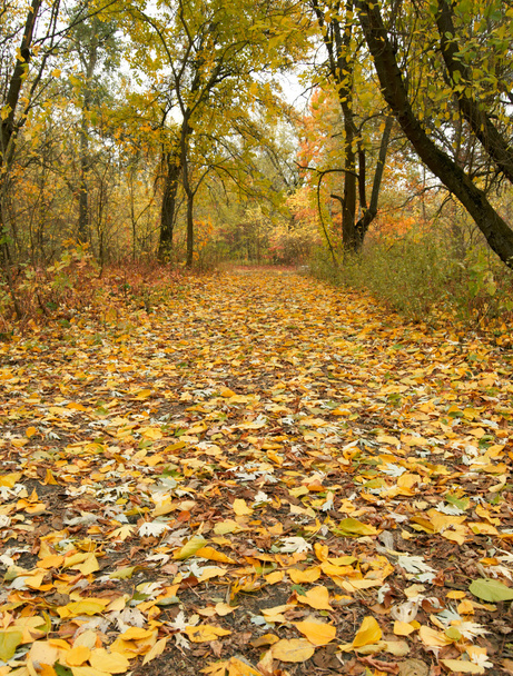 Autumn park road - Zdjęcie, obraz