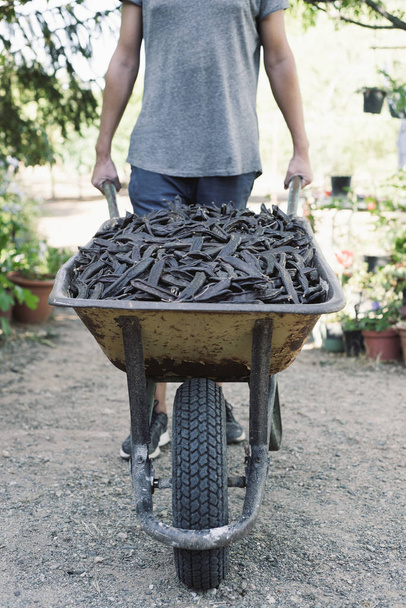 man pushing a wheelbarrow full of carobs - Photo, Image