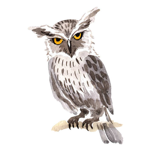 Sky bird owl in a wildlife by vector style isolated. - Wektor, obraz