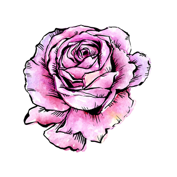 Kwiat Róża wektor Wildflower w stylu przypominającym akwarele na białym tle. - Wektor, obraz