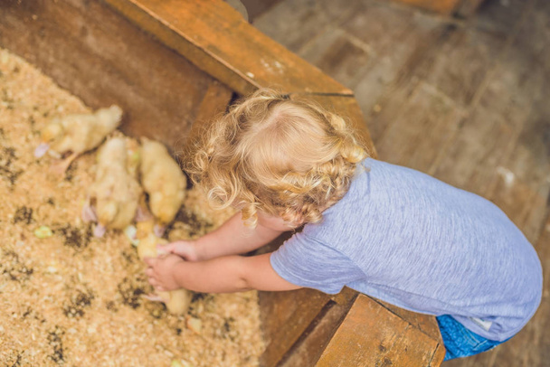 toddler boy playing with Ducklings in the petting zoo - Φωτογραφία, εικόνα