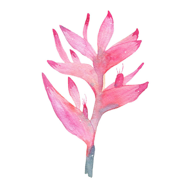 Watercolor hand painted tropical flower pink heliconia isolated on white background - Photo, Image