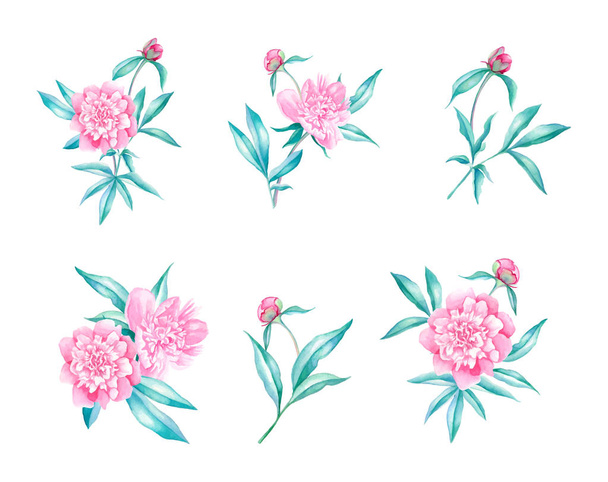 Peonies flower watercolor illustration - Вектор,изображение