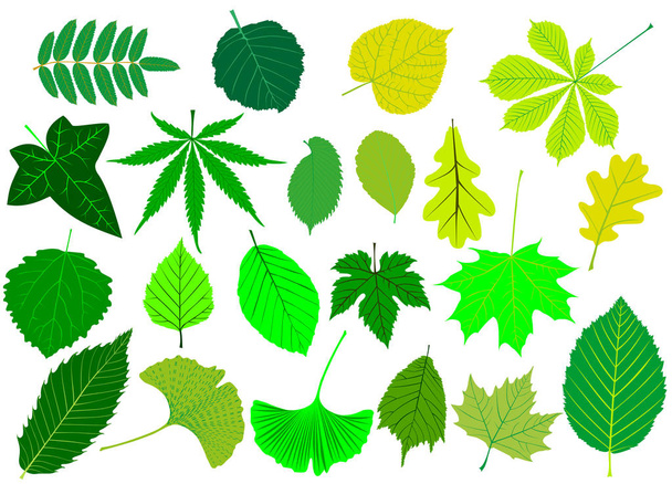 feuilles d'arbre vert ensemble
, - Vecteur, image