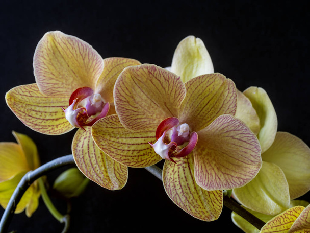 Dendrobium nobile orkidea
 - Valokuva, kuva