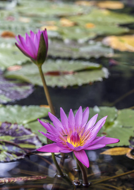 water lily pink in pond - 写真・画像