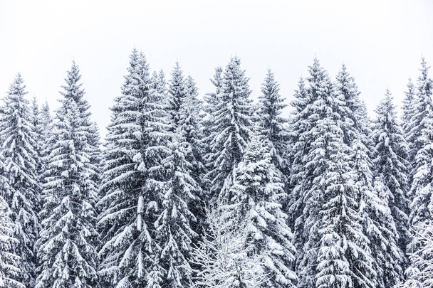 Abetos cubiertos de nieve
 - Foto, Imagen