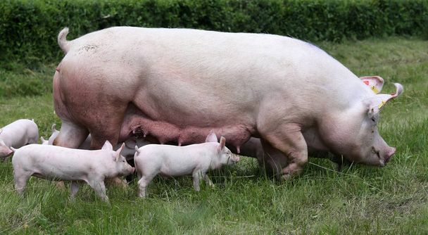Маленькі свині грудного вигодовування крупним планом на сільській місцевості тварин
  - Фото, зображення