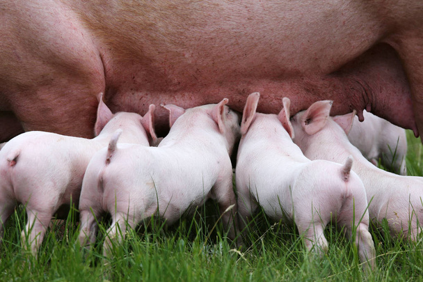 Pienet siat imettävät lähikuva eläinten maatilalla maaseudulla kesällä
 - Valokuva, kuva