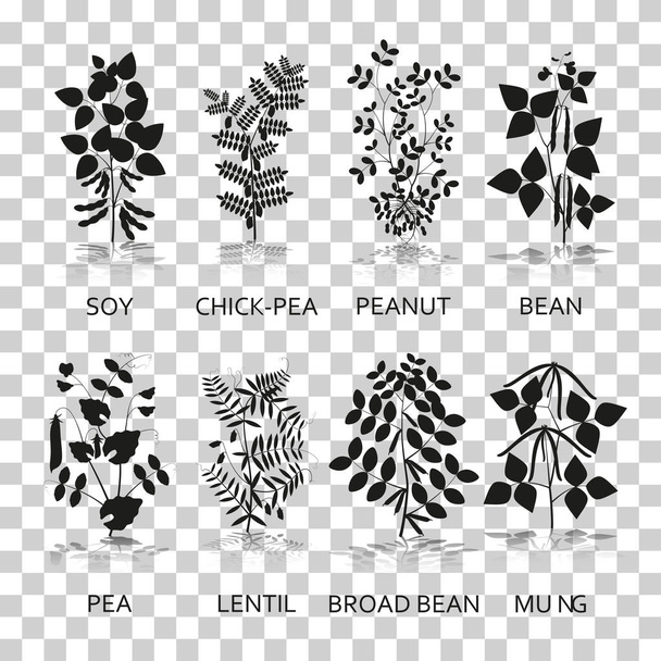 Legumes plants with leaves, pods and flowers. Silhouette icons with reflection on transparent background - Vector, Image