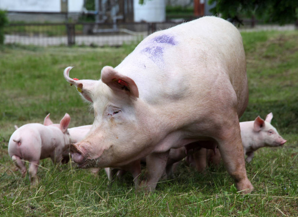 Маленькие поросята кормят грудью крупным планом на животноводческой ферме
  - Фото, изображение