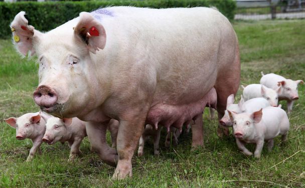  Поросята висмоктуються з родючого свиноматки
  - Фото, зображення