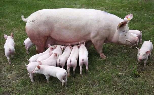 Biggetjes borstvoeding close-up op dierlijk landbouwbedrijf landelijke scène su - Foto, afbeelding