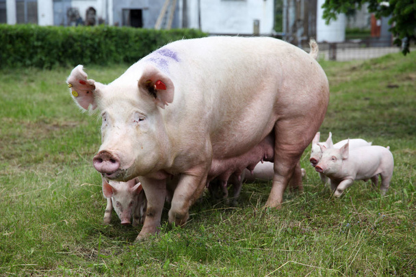 Weinig varkens borstvoeding close-up op dierlijk landbouwbedrijf landelijke scène zomer - Foto, afbeelding