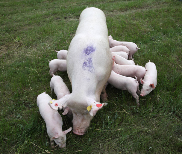 Свиньи едят молоко в материнской груди
 - Фото, изображение