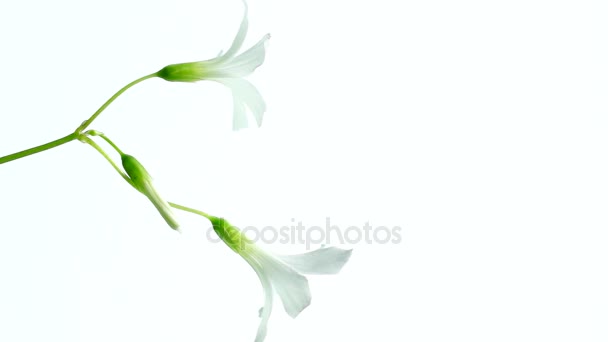 Τρυφερό λευκά άνθη σε λευκό φόντο - Πλάνα, βίντεο