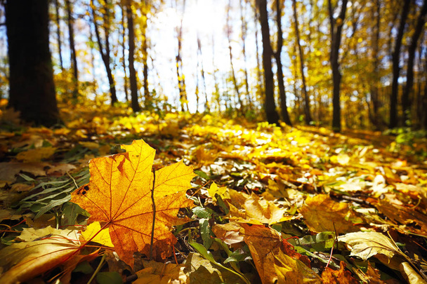 Herbstwald in den Bergen - Foto, Bild