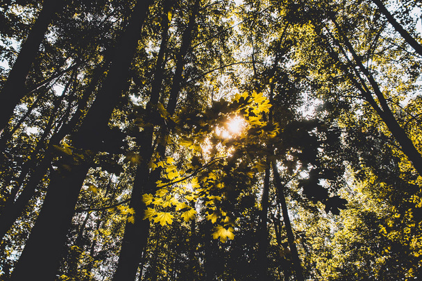 Sun rays passing through tree branches with golden maple leaves - Fotoğraf, Görsel