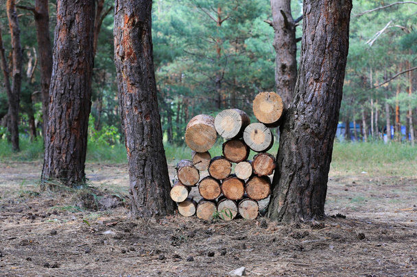 ξύλινα κούτσουρα σε πευκόφυτο δάσος - Φωτογραφία, εικόνα