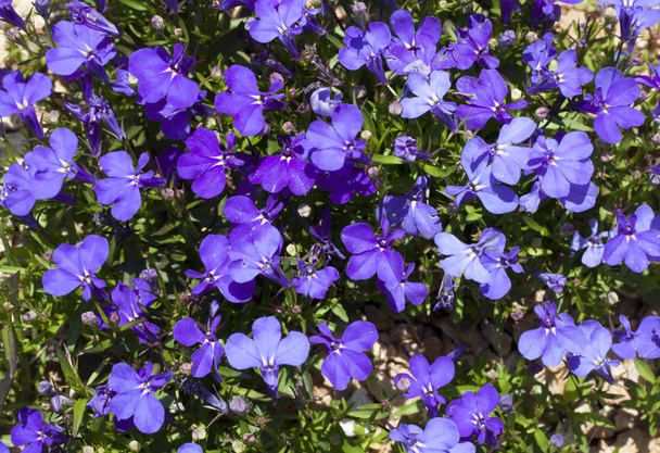 Niebieskie kwiaty końcowe Lobelia Sapphire lub obrzeża Lobelia Lobelia ogród w St. Gallen, Szwajcaria zdjęcie. Jego Łacińska nazwa to Lobelia Erynus Sapphire, pochodzi z Południowej Afryki, Malawi i Namibii. - Zdjęcie, obraz