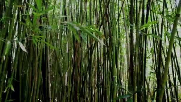 Pan of Bamboo Forest - Imágenes, Vídeo