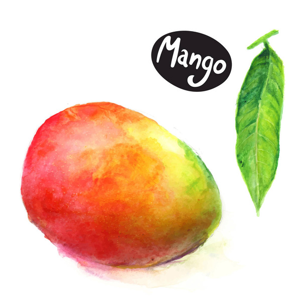 owoce mango z liści - Wektor, obraz