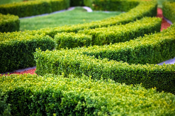 Zöld bokrok labirintus - Fotó, kép