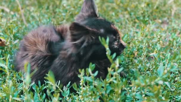 Чума маленького чорно-червоного триколорного кошеня в траві, вид крупним планом
 - Кадри, відео