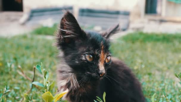 Морда маленького черно-красного трехцветного котенка в траве, вид спереди
 - Кадры, видео