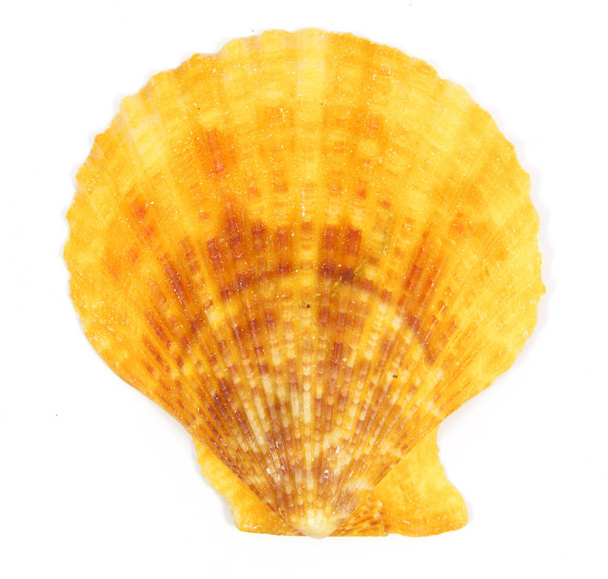 Yellow shell see pectinidae on the white  - Foto, Bild