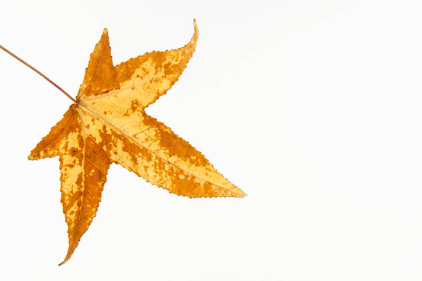 Jesienią kolorowe Liquidambar styraciflua liść na białym tle - Zdjęcie, obraz