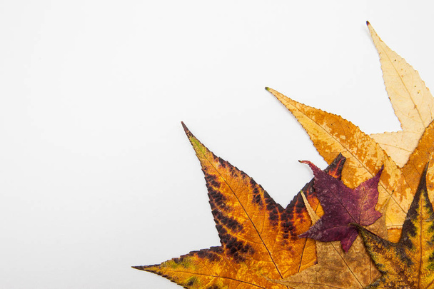 Feuilles d'automne colorées fond - Photo, image