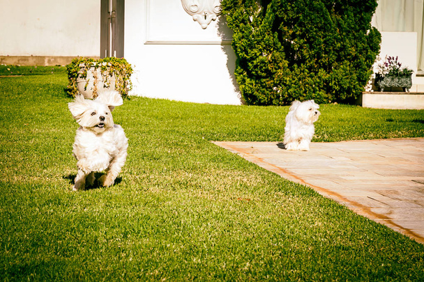 Μάλτας σκύλος τρέχει στο γρασίδι - Φωτογραφία, εικόνα
