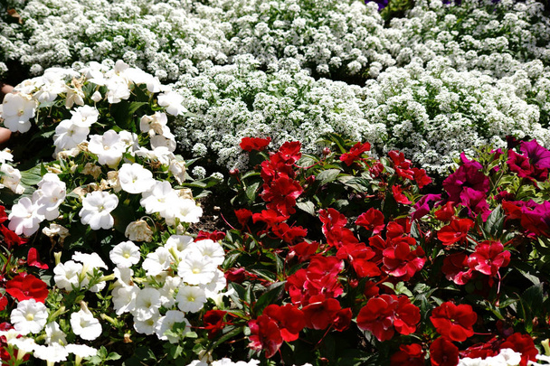 cama de jardim colorido
 - Foto, Imagem