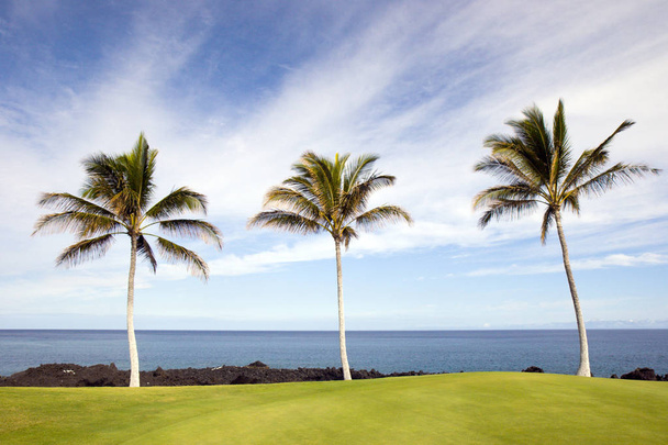 Havaijin Palms ja Beach
 - Valokuva, kuva
