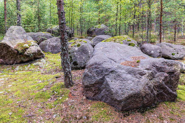rocks in forest - Photo, Image