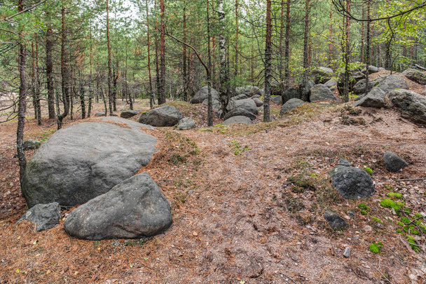Landscape in the forest - Foto, Imagen