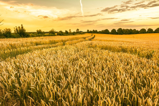 Campo de trigo dourado e céu por do sol, paisagem de culturas de grãos agrícolas na estação de colheita, vista panorâmica
 - Foto, Imagem