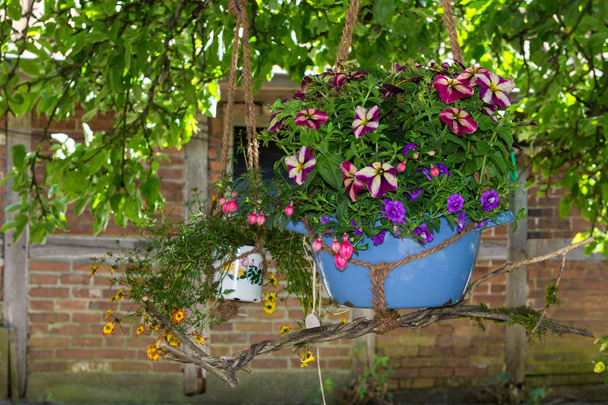 Un panier suspendu avec fuchsia et pétunia plantes d'intérieur
. - Photo, image