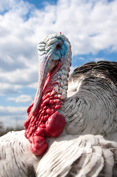 turkey male or gobbler closeup on the cloudy sky background - Photo, Image