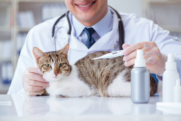 Gatto in visita veterinario per controlli regolari - Foto, immagini
