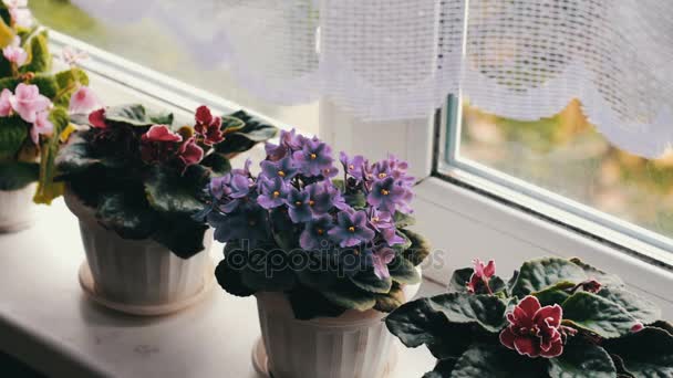 schön, blühend, zartes Veilchen, rot, rosa Veilchen blühen im Topf auf der Fensterbank über ihnen vom Wind bewegt sich der weiße Küchenvorhang - Filmmaterial, Video